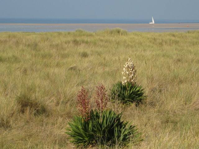 Bl&uuml;hende Yucca